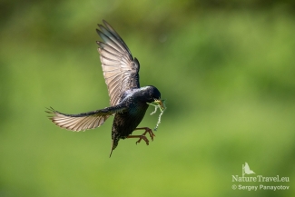 Starling Hide photography